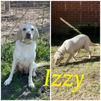 Chocolate Male-AKC(Orange), a male Labrador Retriever for sale in Harlem, GA – Photo 3 of 4