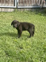 Chocolate Male-AKC(Orange), a male Labrador Retriever for sale in Harlem, GA – Photo 2 of 4