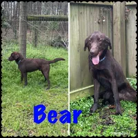 Chocolate Male-AKC(Orange), a male Labrador Retriever for sale in Harlem, GA – Photo 4 of 4