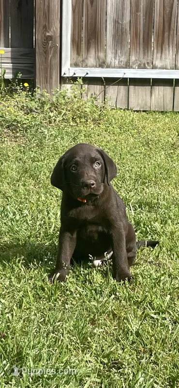 Chocolate Male-AKC(Orange), a male Labrador Retriever for sale in Harlem, GA – Photo 1 of 4