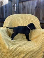 AKC Black Female(pink), a female Labrador Retriever for sale in Dearing, GA – 2 of 4