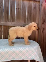 Black-Male AKC, a male Golden Retriever for sale in Harlem, GA – Photo 2 of 4