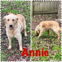 AKC Female-purple, a female Golden Retriever for sale in Dearing, GA – 4 of 4