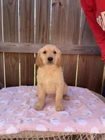Pink Female AKC, a female Golden Retriever for sale in Harlem, GA – Photo 1 of 4