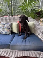 AKC Chocolate Female , a female Labrador Retriever for sale in Dearing, GA – 2 of 6