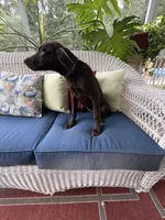 AKC Chocolate Female , a female Labrador Retriever for sale in Dearing, GA – 4 of 6