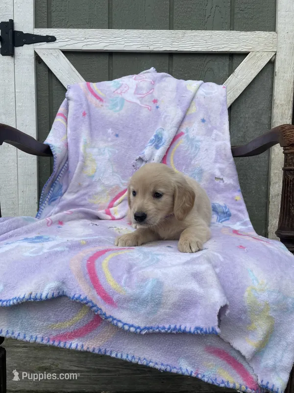 AKC Female-purple – Golden Retriever puppy for sale in Dearing, GA