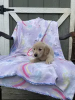 AKC Female-purple, a female Golden Retriever for sale in Dearing, GA – 1 of 4