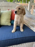 Green Male, a male Golden Retriever for sale in Dearing, GA – 2 of 5