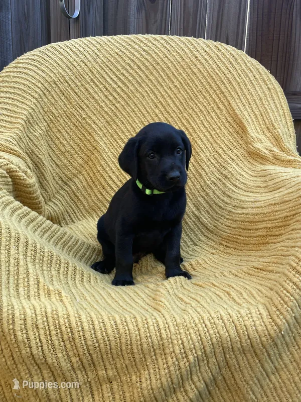 AKC Black Male(lime green), a male Labrador Retriever for sale in Dearing, GA – 1 of 4