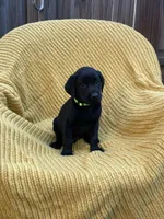 AKC Black Male(lime green), a male Labrador Retriever for sale in Dearing, GA – 1 of 4