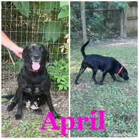 AKC Black Female , a female Labrador Retriever for sale in Dearing, GA – 6 of 6