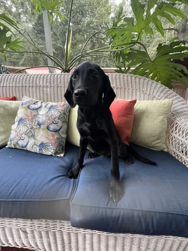 AKC Black Female  – Labrador Retriever puppy for sale in Dearing, GA