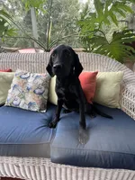 AKC Black Female , a female Labrador Retriever for sale in Dearing, GA – 1 of 6