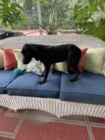 AKC Black Female , a female Labrador Retriever for sale in Dearing, GA – 4 of 6