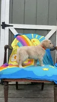 AKC Male-Orange, a male Golden Retriever for sale in Dearing, GA – 2 of 4