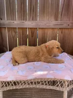 Orange-female AKC, a female Golden Retriever for sale in Harlem, GA – Photo 3 of 4