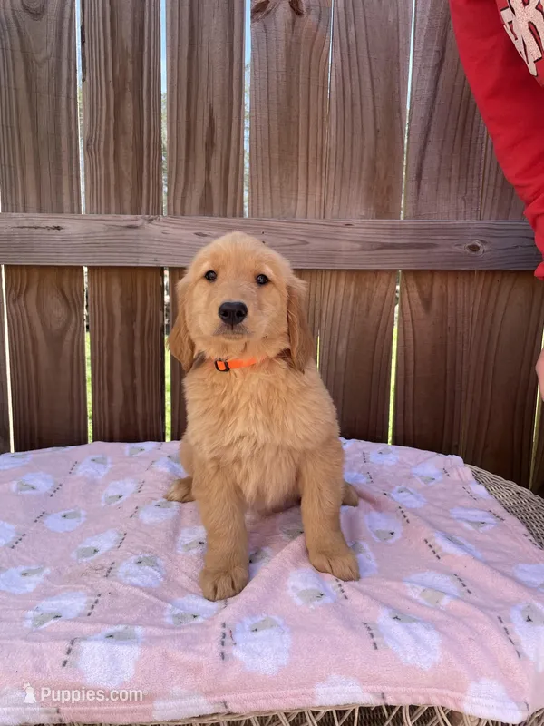 Orange-female AKC – Golden Retriever puppy for sale in Harlem, GA