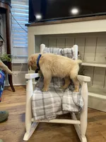 AKC Golden (Blue), a male Golden Retriever for sale in Harlem, GA – Photo 1 of 4