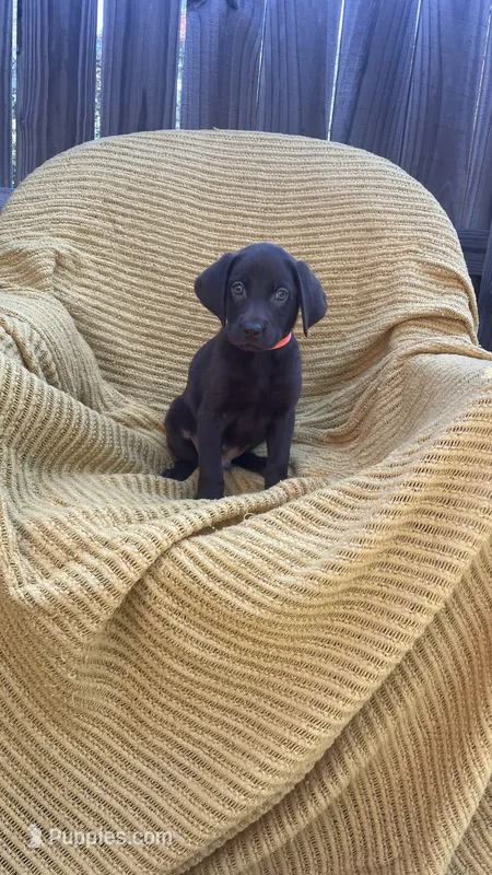 AKC Chocolate Male(Orange) – Labrador Retriever puppy for sale in Dearing, GA