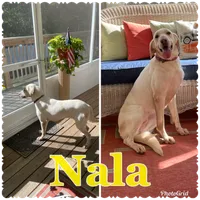 AKC Chocolate Female(purple), a female Labrador Retriever for sale in Dearing, GA – 4 of 4