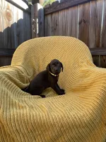 AKC Chocolate Female(yellow), a female Labrador Retriever for sale in Dearing, GA – 2 of 4