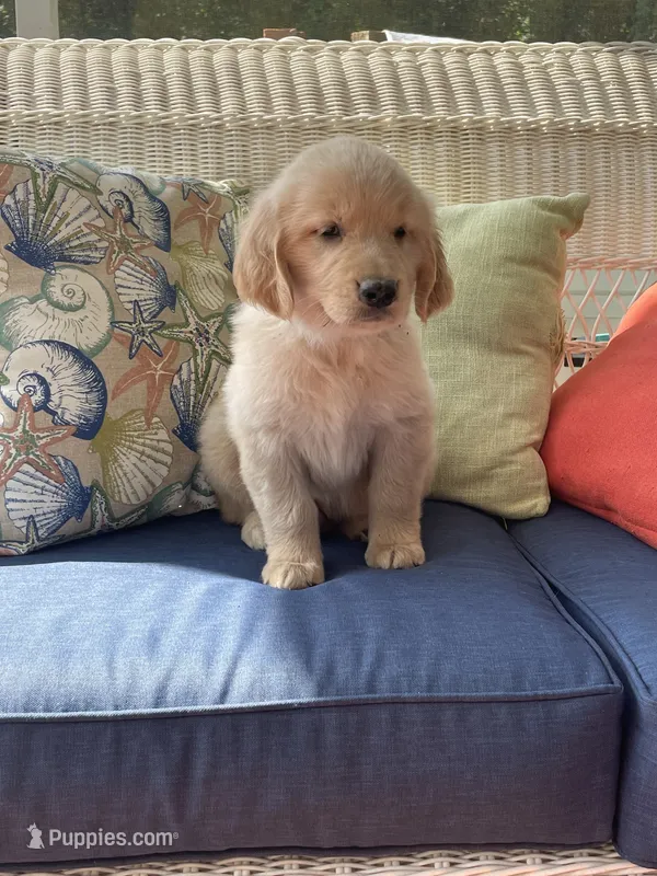Teal Female AKC – Golden Retriever puppy for sale in Dearing, GA