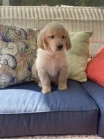 Teal Female AKC, a female Golden Retriever for sale in Dearing, GA – 1 of 4