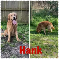 Pink Female AKC, a female Golden Retriever for sale in Dearing, GA – 4 of 4