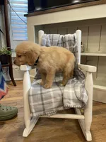 AKC Golden (black), a male Golden Retriever for sale in Harlem, GA – Photo 2 of 4