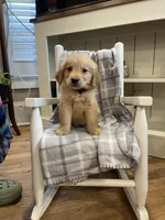 AKC Golden (black), a male Golden Retriever for sale in Harlem, GA – Photo 1 of 4