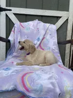 AKC Female-purple, a female Golden Retriever for sale in Dearing, GA – 2 of 4