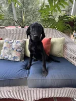 AKC Black Female , a female Labrador Retriever for sale in Dearing, GA – 3 of 6