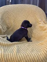 AKC Chocolate Female(purple), a female Labrador Retriever for sale in Dearing, GA – 2 of 4