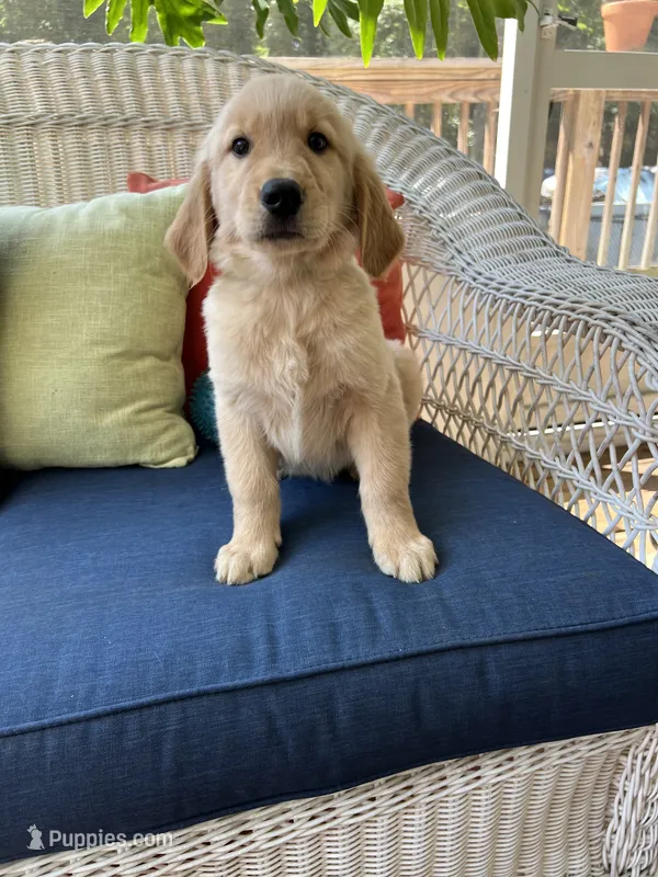 Green Male – Golden Retriever puppy for sale in Dearing, GA
