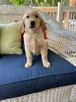 Green Male, a male Golden Retriever for sale in Dearing, GA – 1 of 5