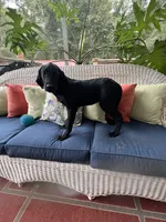 AKC Black Female , a female Labrador Retriever for sale in Dearing, GA – 2 of 6
