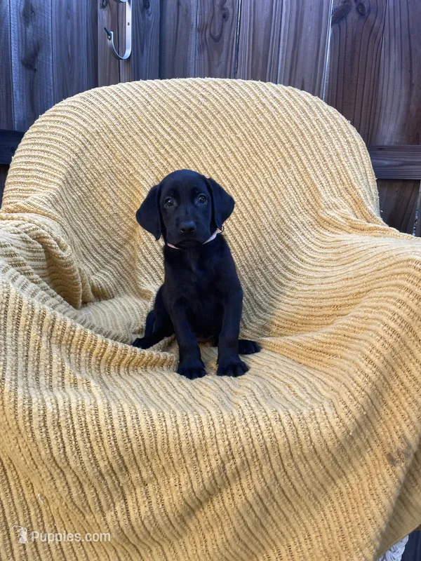 AKC Black Female(pink), a female Labrador Retriever for sale in Dearing, GA – 1 of 4