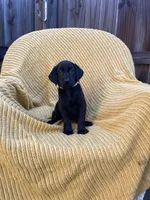AKC Black Female(pink), a female Labrador Retriever for sale in Dearing, GA – 1 of 4
