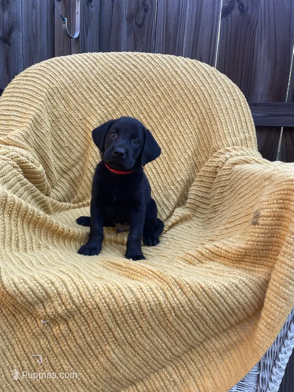 AKC Black Male(red), a male Labrador Retriever for sale in Dearing, GA – 1 of 4