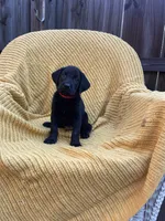 AKC Black Male(red), a male Labrador Retriever for sale in Dearing, GA – 1 of 4