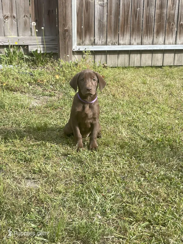 Chocolate Female-AKC(Purple) – Labrador Retriever puppy for sale in Dearing, GA