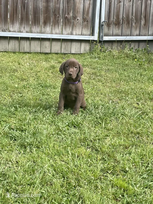 Chocolate Female-AKC(Purple) – Labrador Retriever puppy for sale in Harlem, GA