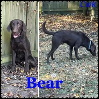 Chocolate Female-AKC(Purple), a female Labrador Retriever for sale in Harlem, GA – Photo 3 of 4