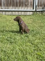 Chocolate Female-AKC(Purple), a female Labrador Retriever for sale in Harlem, GA – Photo 2 of 4