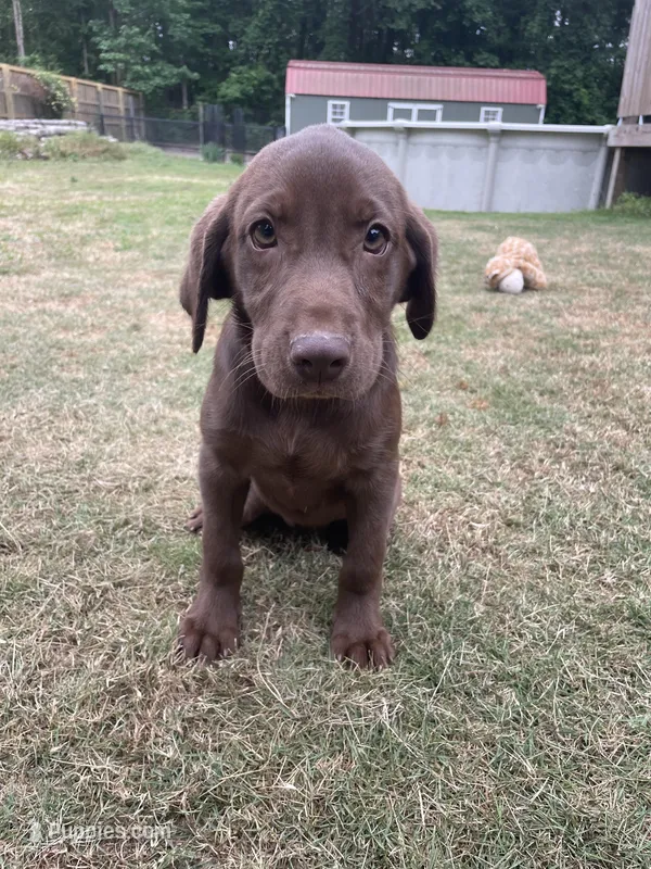 Chocolate Female-AKC(Purple) – Labrador Retriever puppy for sale in Dearing, GA