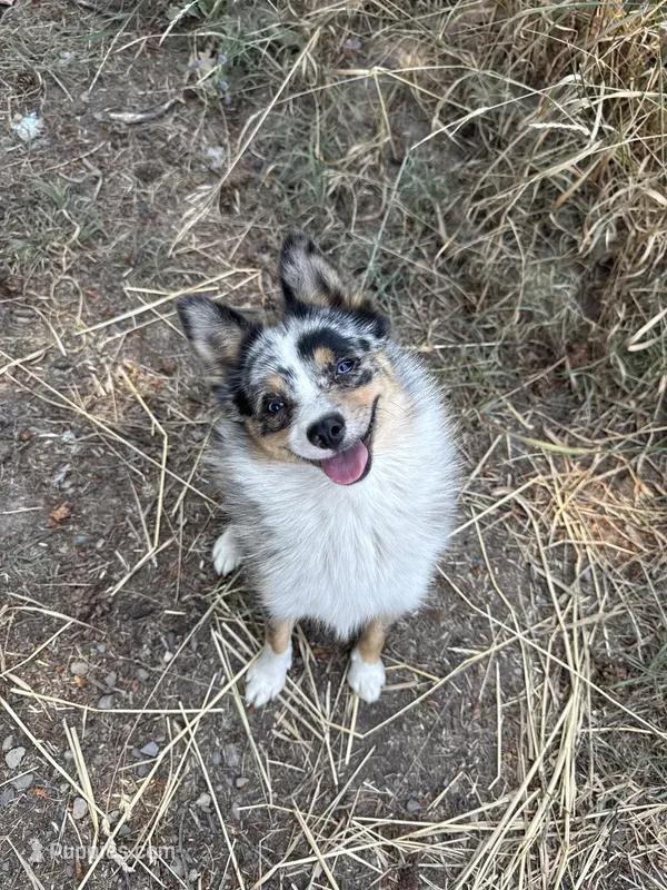 Patty – Australian Cattle Dog, Pomeranian puppy for sale in Bonners Ferry, ID