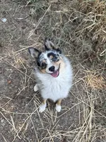Patty, a female Australian Cattle Dog and Pomeranian for sale in Bonners Ferry, ID – 1 of 10