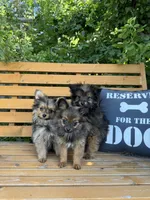 Bebe, a female Pomeranian and Yorkshire Terrier for sale in Bonners Ferry, ID – 5 of 9