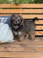 Andy, a male Yorkshire Terrier for sale in Bonners Ferry, ID – 6 of 10